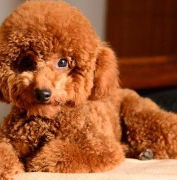 泰迪幼犬脱肛怎么治疗