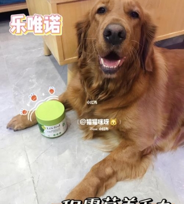 小狗狗有啦有吐吃什么药