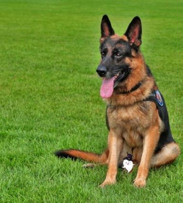 为什么德牧当警犬