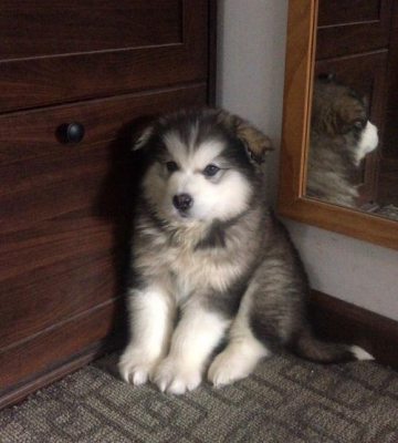 阿拉斯加幼犬拿什么打