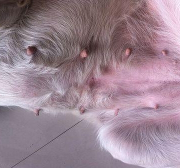 狗狗怀孕是什么症状