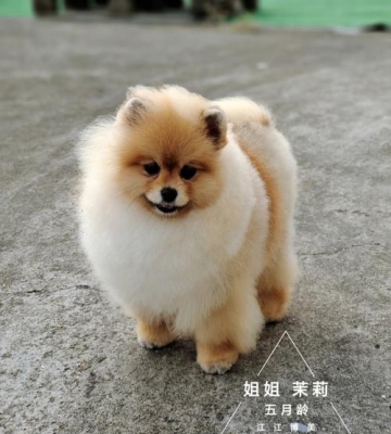 8个月的博美长什么样
