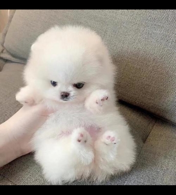 博美幼犬需要注意什么