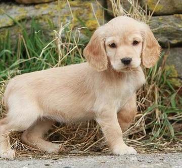 狗狗幼犬吃什么加营养