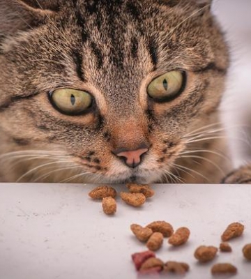 猫咪吃什么食物对肠胃好