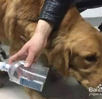 狗狗为什么没有回血