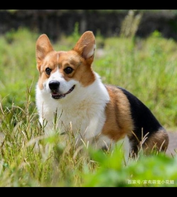 小狗早上老叫是什么原因