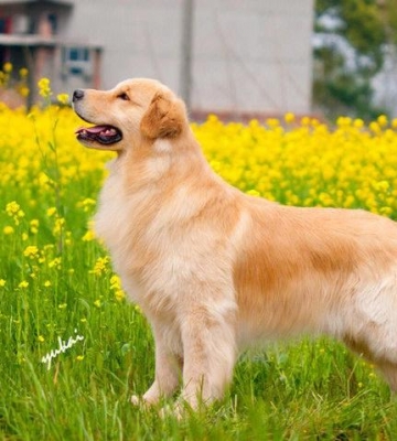 金毛幼犬应该怎么养