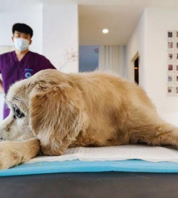 西安宠物去世怎么处理