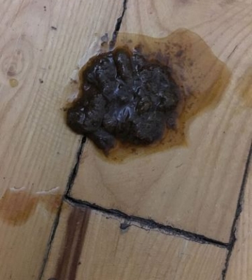 狗狗稍微有点拉稀怎么办
