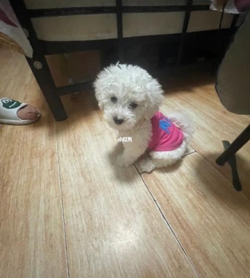 怎么样教幼犬比熊上厕所