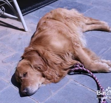 狗狗八字腿怎么纠正