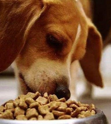 怎么才知道狗狗饿没饿