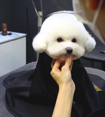 狗狗美容怎么做