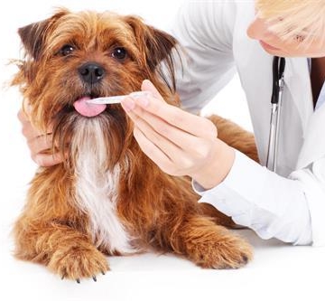 小狗犬瘟热吃什么药