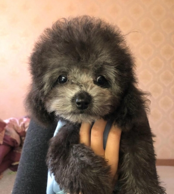 什么会引起狗狗脑积水