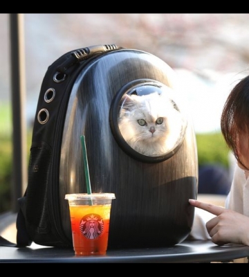 猫咪出行的工具叫什么用