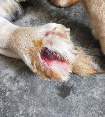 狗狗爪子被割伤怎么办