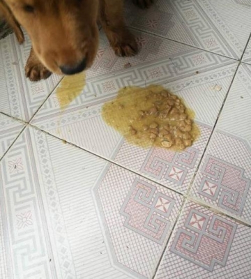 狗狗吐了以后给吃什么