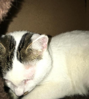 猫疫苗过敏什么症状