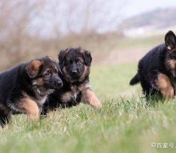 幼犬牧羊犬该怎么养