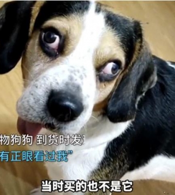 网购狗狗需要注意什么
