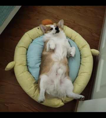 狗狗怎么训练卧倒躺下