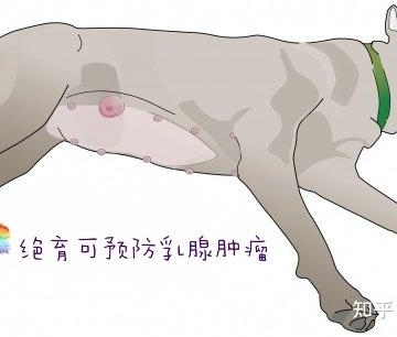 狗狗得乳腺肿瘤怎么办