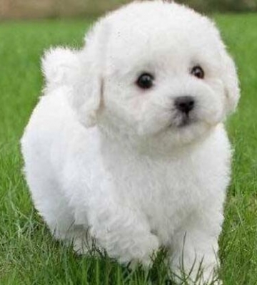 比熊幼犬口臭怎么办