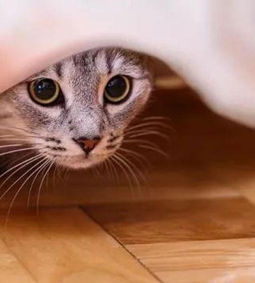 猫咪发抖没精神是怎么回事