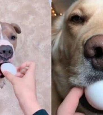 为什么狗狗不吃鸡蛋清