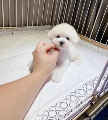 比熊怎么养