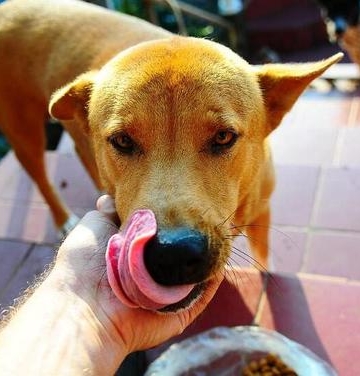狗狗能吃人类什么食物