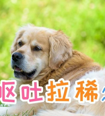 幼犬拉肚子吐感冒怎么办