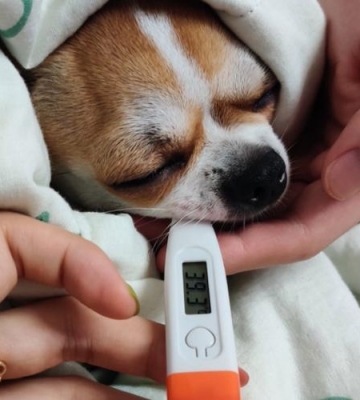 狗狗怎么量温度