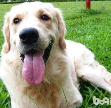 宠物不孕怎么治疗