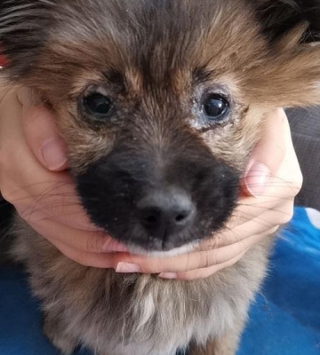 狗狗犬瘟怎么自己在家治