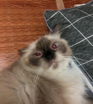 猫咪的眼睛发炎怎么回事