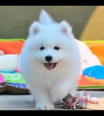 萨摩狗味大怎么回事