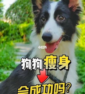 我家养狗狗陆岁怎么减肥