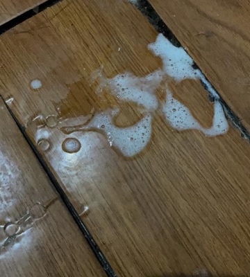 小猫咪老吐白沫是什么原因