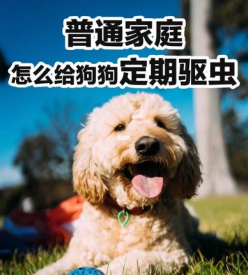 狗狗驱虫应该注意什么