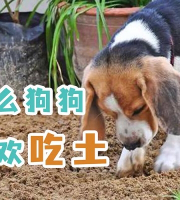 小狗总吃土怎么回事