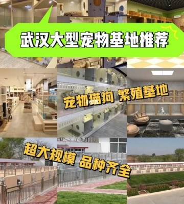 武汉宠物市场什么地方在哪