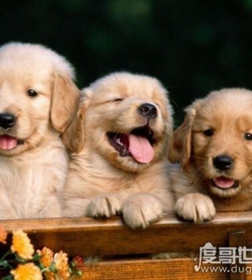 什么狗狗健康聪明
