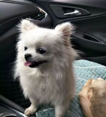 博美狗不爱动是什么原因
