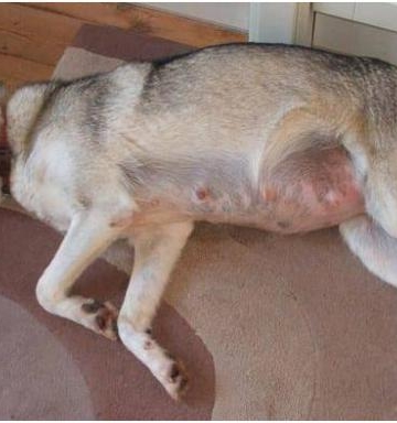 狗狗的孕期多久怎么看