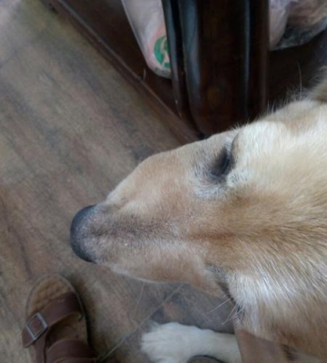 狗狗嘴炎怎么办