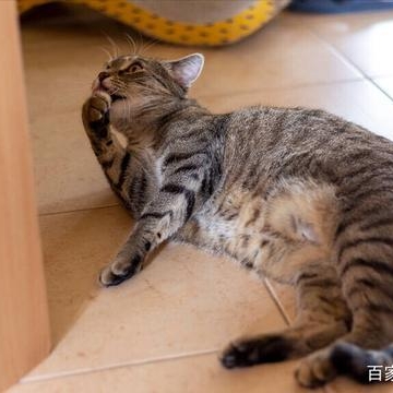 猫咪怎么得肝腹水