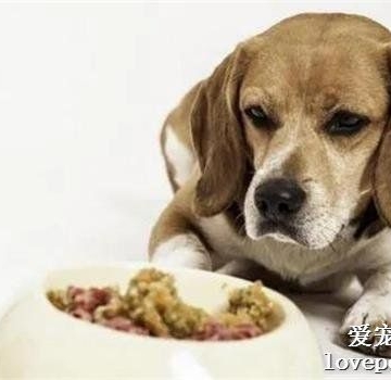 小狗吐胆汁吃什么药